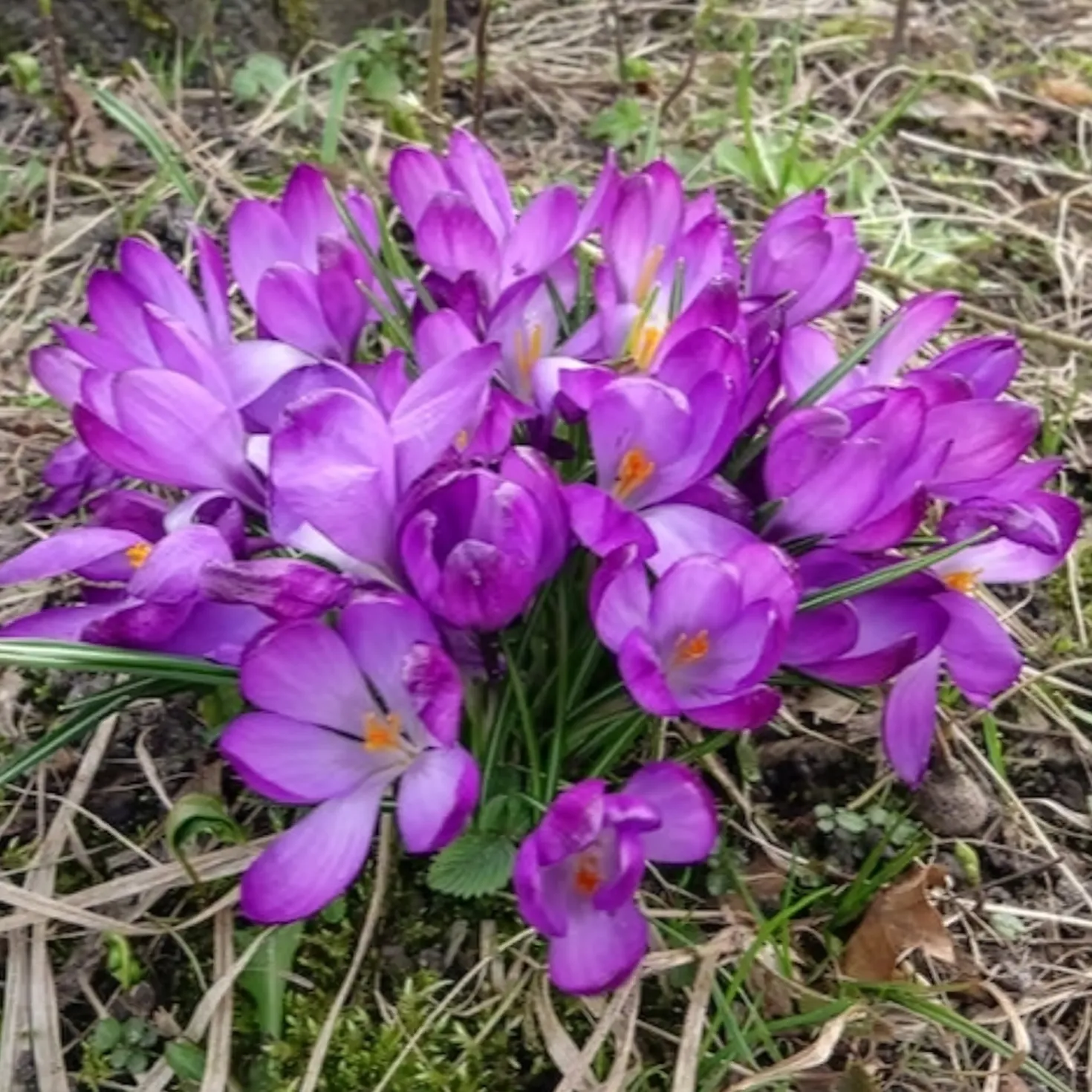 Hybridkrokusse Ruby Giant - Farbe im kalten Februar