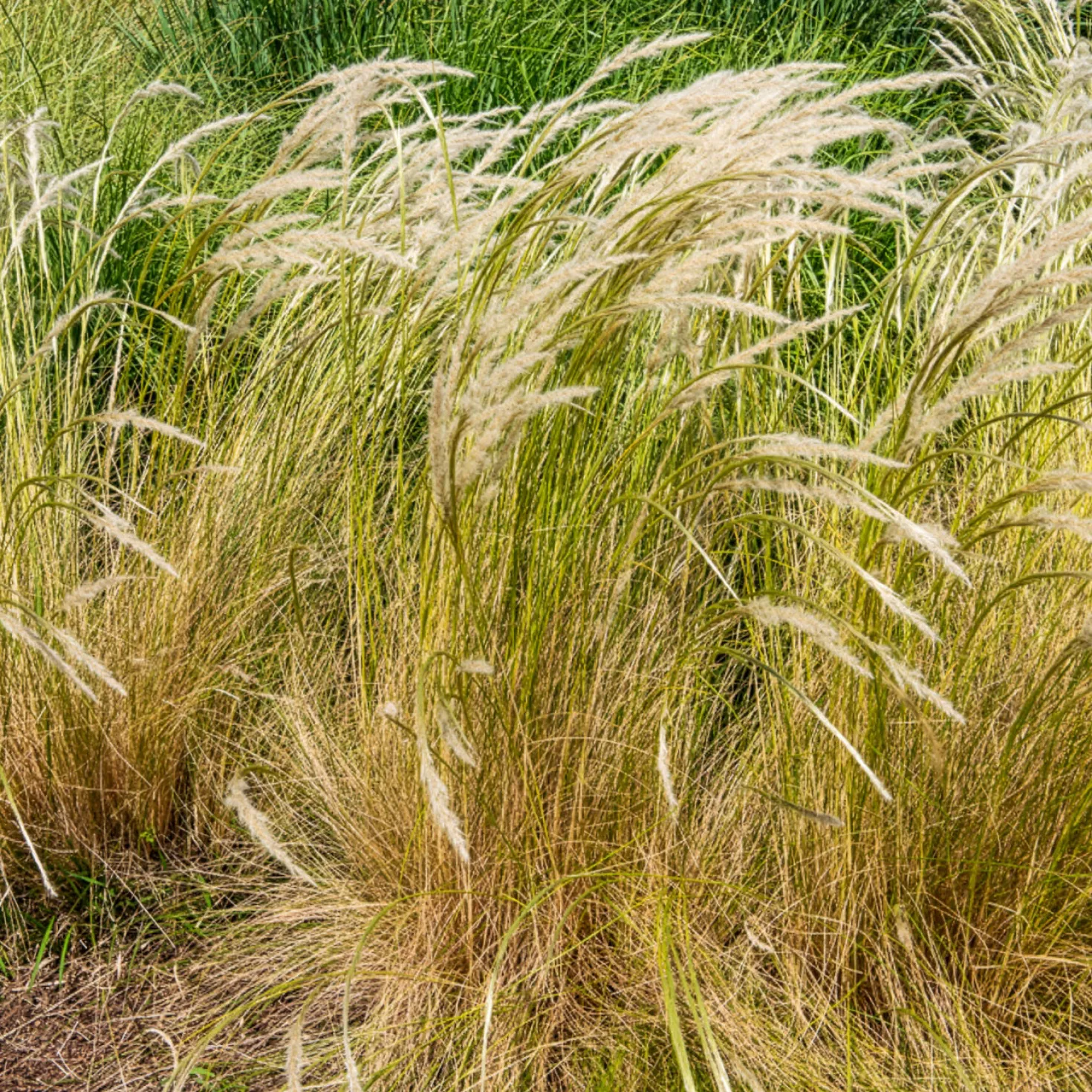 Ichu-Gras - Leichtigkeit im Beet