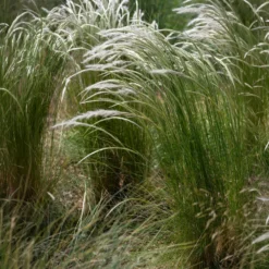 Ichu-Gras - Leichtigkeit im Beet