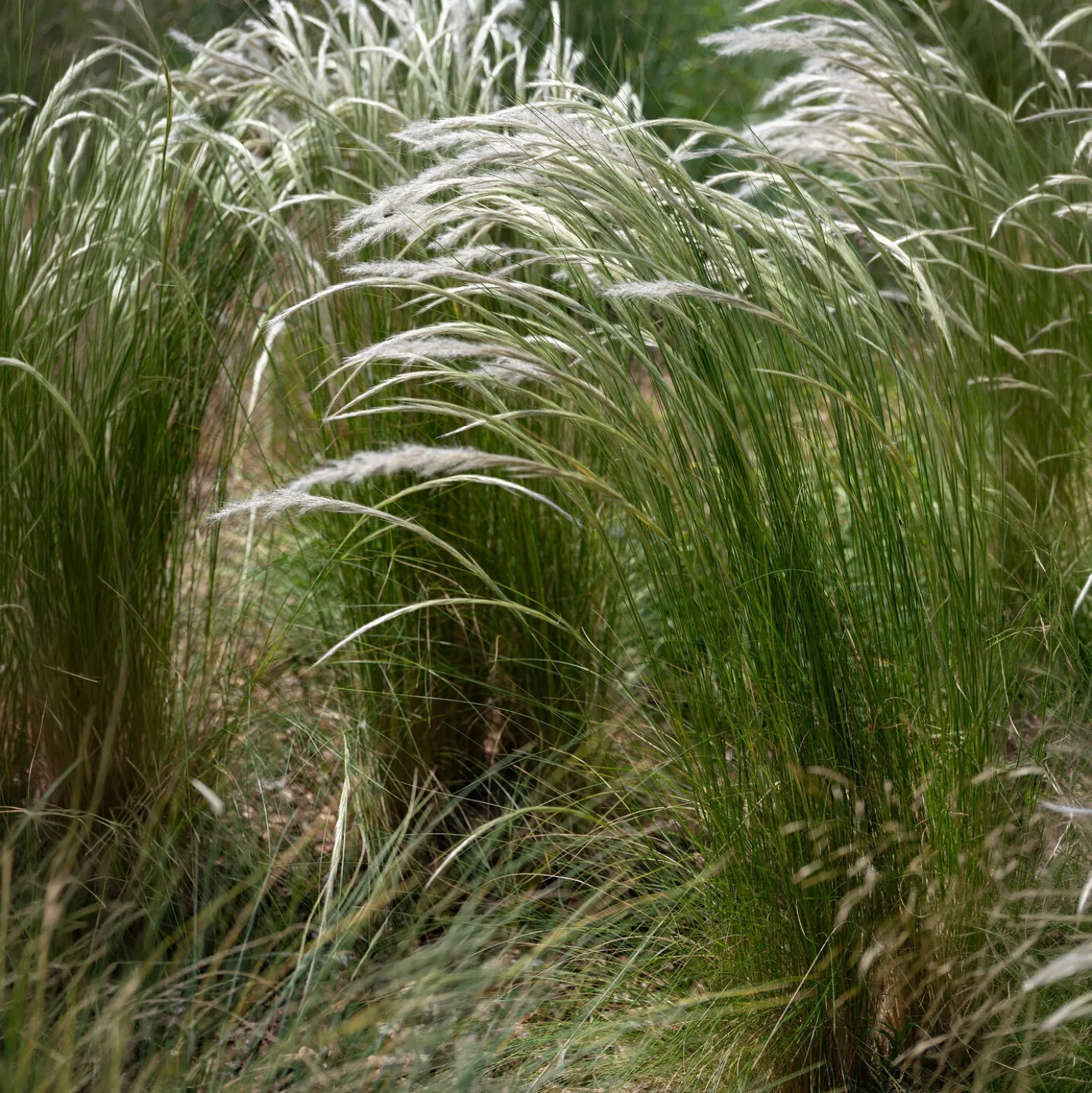 Ichu-Gras - Leichtigkeit im Beet