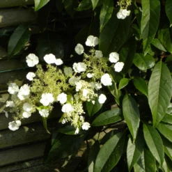 Immergrüne Kletter-Hortensie - Grüne Wand das ganze Jahr