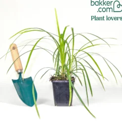 Immergrüne Lilientraube Evergreen Giant - Grün das ganze Jahr