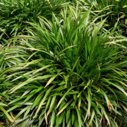 Immergrüne Lilientraube Evergreen Giant - Grün das ganze Jahr