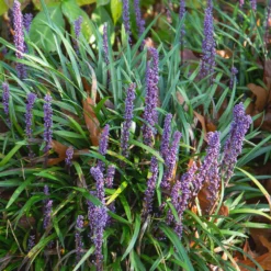 Immergrüne Lilientraube Evergreen Giant - Grün das ganze Jahr