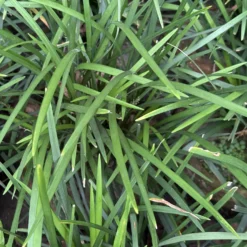Immergrüne Lilientraube Evergreen Giant - Grün das ganze Jahr