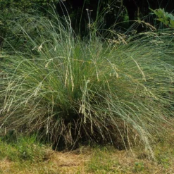 Immergrünes Australien-Rispengras (Poa labillardieri) - Immergrün das ganze Jahr