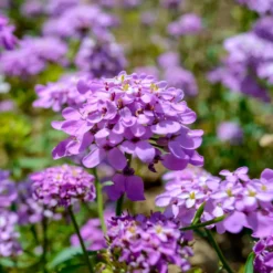 Immergrüne Schleifenblume Absolutely Amethyst - Lila Blütenteppich im Frühling
