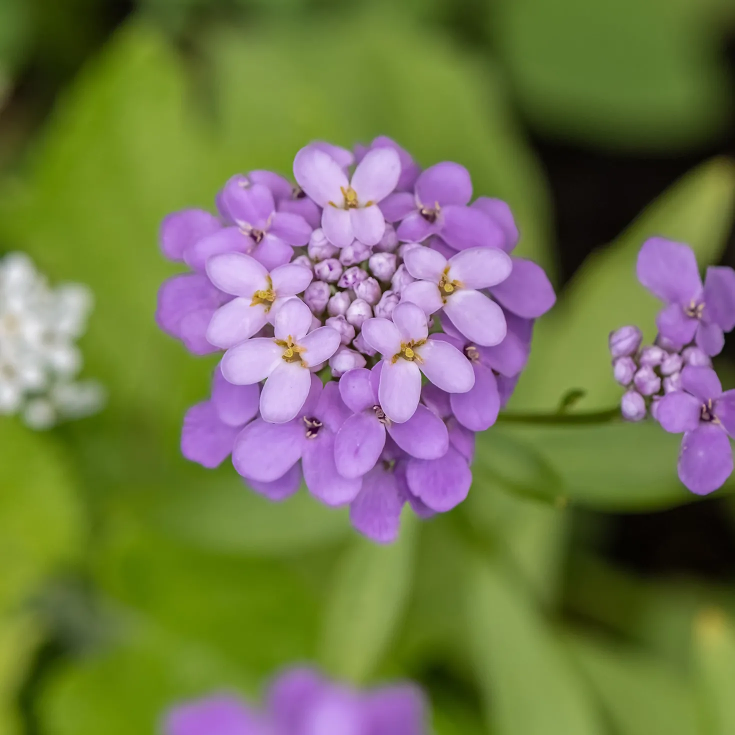 Immergrüne Schleifenblume Absolutely Amethyst - Lila Blütenteppich im Frühling