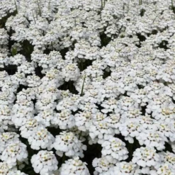 Immergrüne Schleifenblume 'Schneeflocke' - Weißes Blütenmeer im Frühling