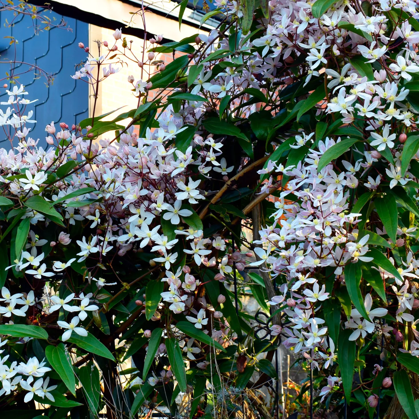 Immergrüne Waldrebe 'Apple Blossom' - Blüten schon im Februar