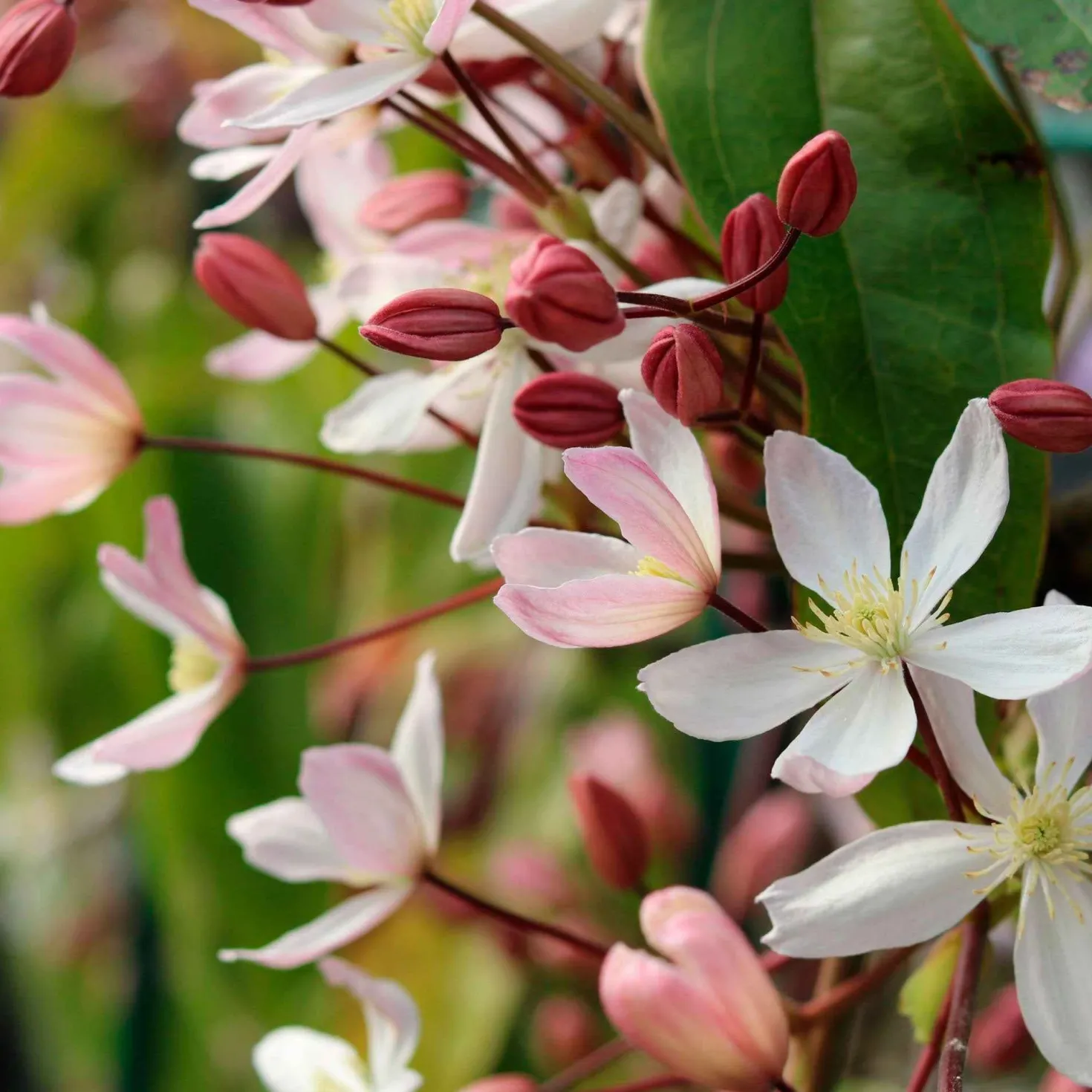 Immergrüne Waldrebe 'Apple Blossom' - Blüten schon im Februar