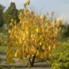 Indianerbanane (Pawpaw) - Tropengeschmack im Garten