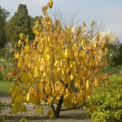 Indianerbanane (Pawpaw) - Tropengeschmack im Garten