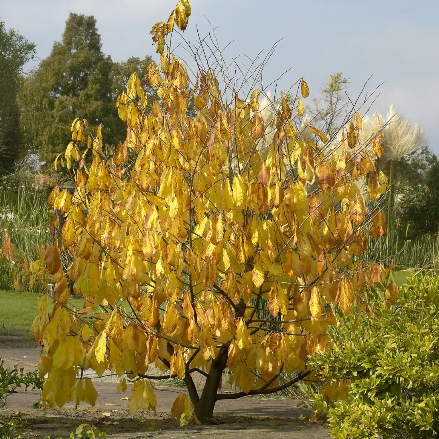 Indianerbanane (Pawpaw) - Tropengeschmack im Garten