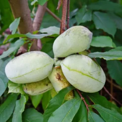 Indianerbanane (Pawpaw) - Tropengeschmack im Garten