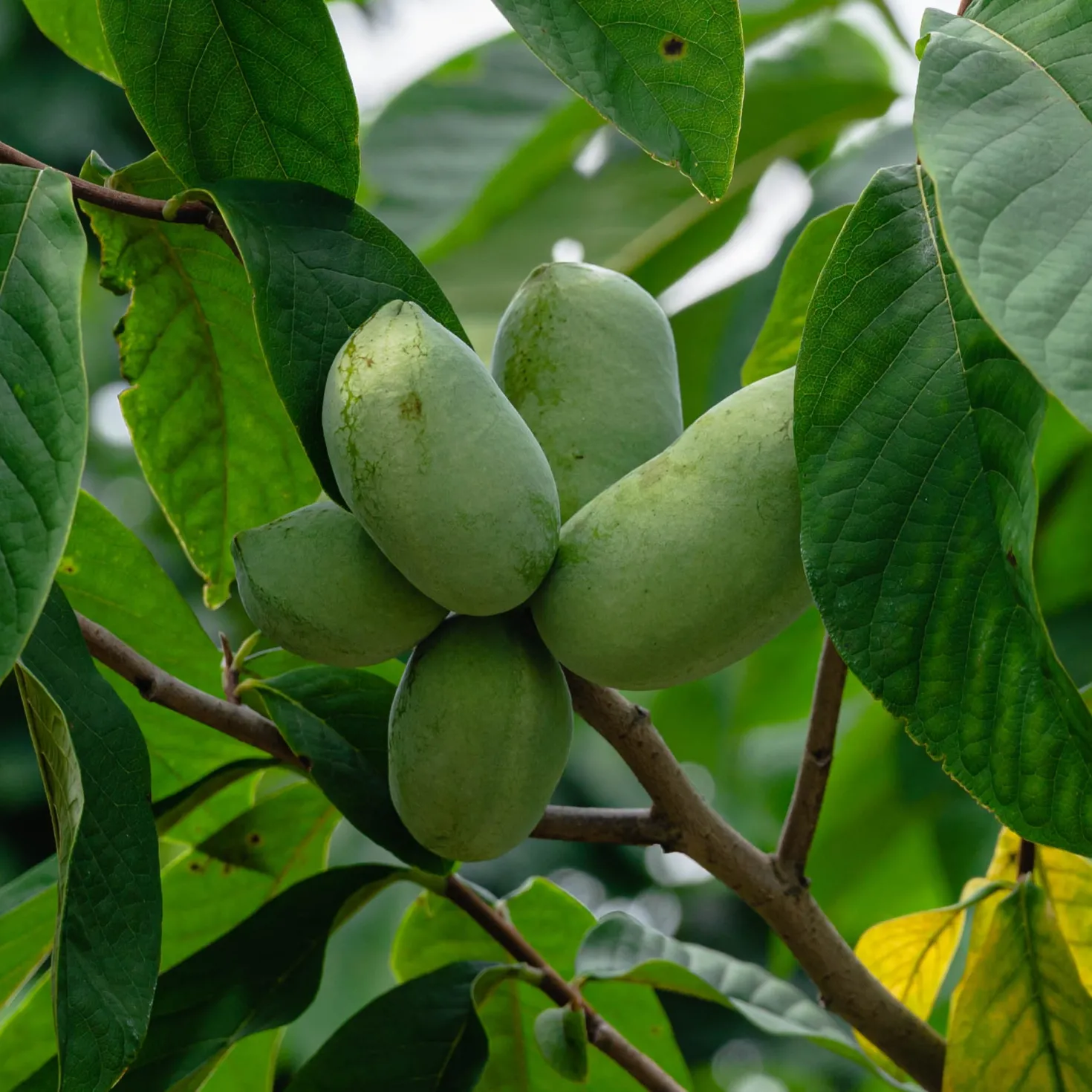 Indianerbanane (Pawpaw) - Tropengeschmack im Garten