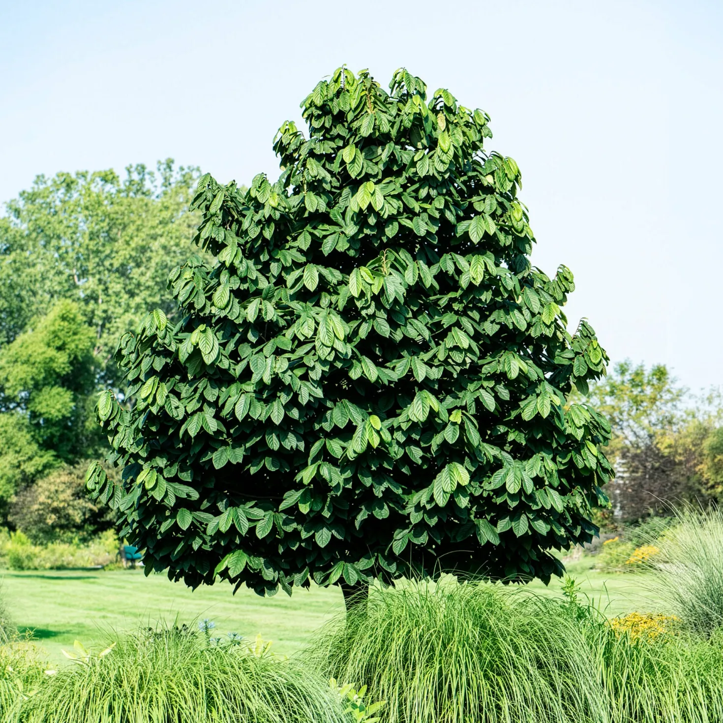 Indianerbanane (Pawpaw) - Tropengeschmack im Garten
