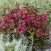 Indianerflieder 'Berry Dazzle®' - Fuchsia-Blüten den ganzen Sommer