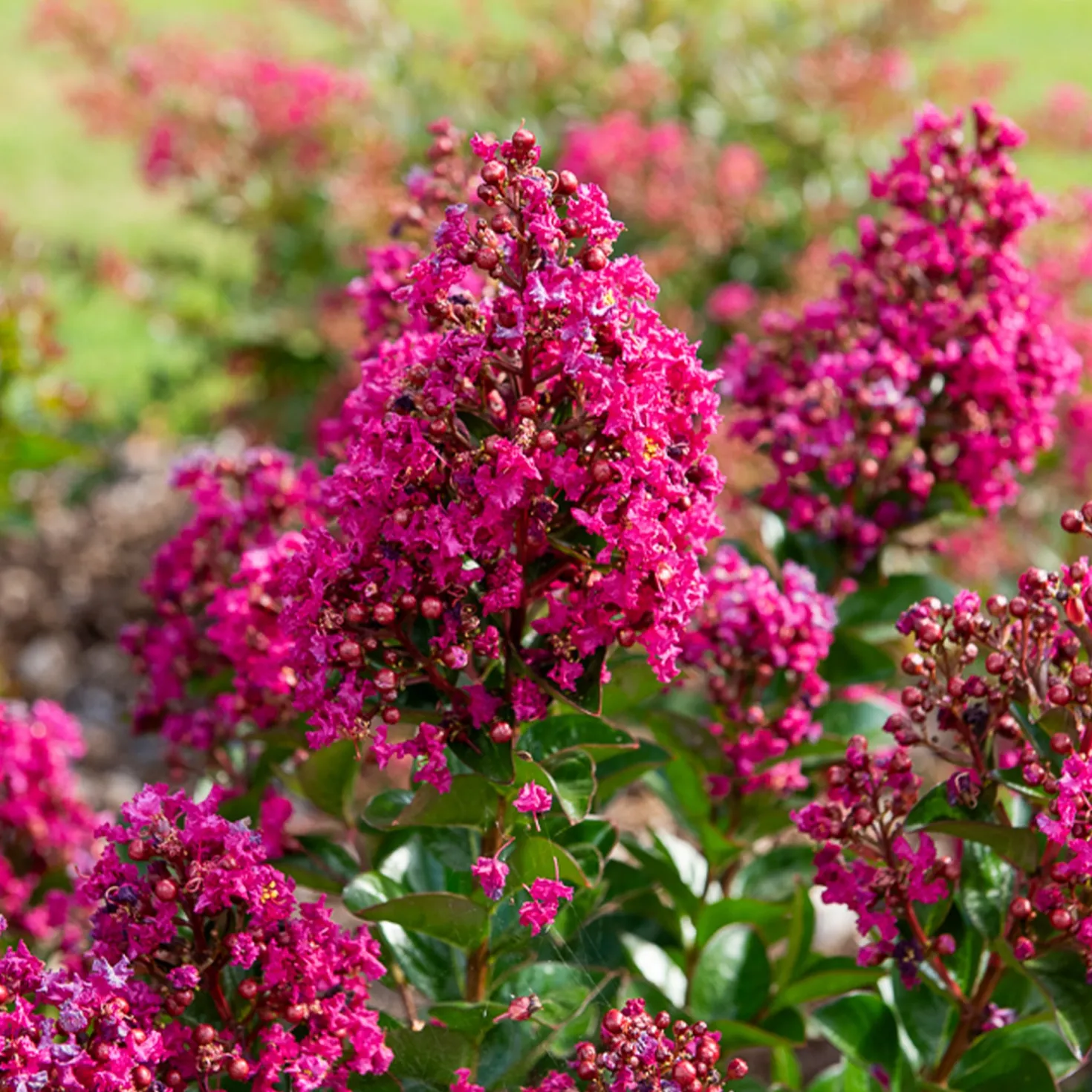 Indianerflieder 'Berry Dazzle®' - Fuchsia-Blüten den ganzen Sommer