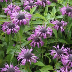 Indianernessel 'Aquarius' - Bienenmagnet in Violett