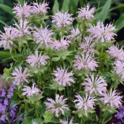 Indianernessel 'Fishes' - Bienenmagnet in Rosa