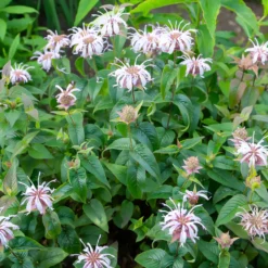 Indianernessel Wilde Bergamotte - Bienenmagnet mit Duft
