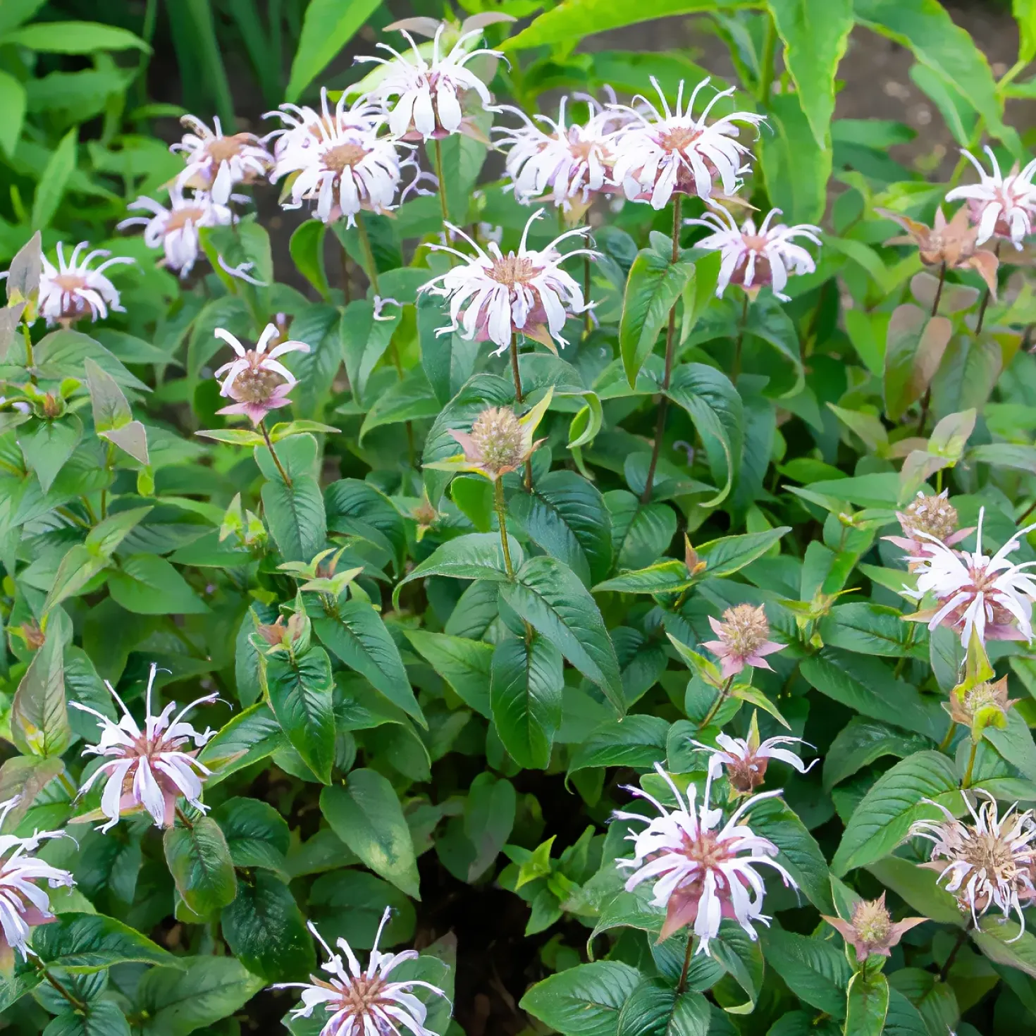 Indianernessel Wilde Bergamotte - Bienenmagnet mit Duft
