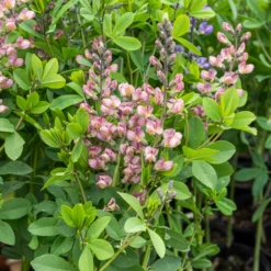 Indigo-Lupine Decadence Pink Truffles - Rosa Blüten, null Aufwand