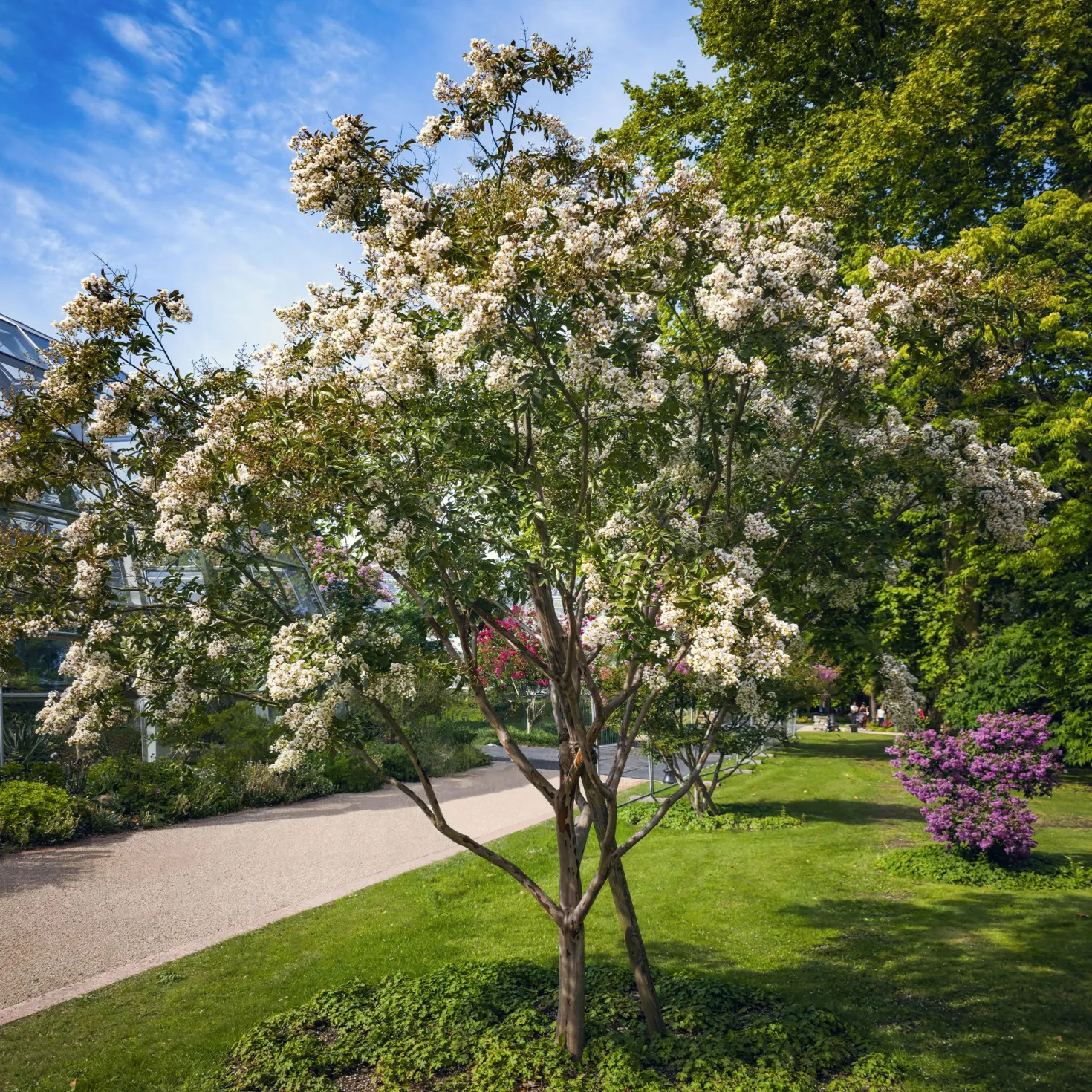 Indischer Flieder Natchez - Weiße Blütenpracht den Sommer lang