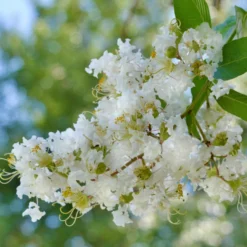 Indischer Flieder Natchez - Weiße Blütenpracht den Sommer lang