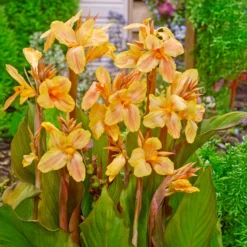 Indisches Blumenrohr Angel Martin - Exotik im eigenen Garten