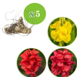 Indisches Blumenrohr Mischung (x5) - Tropenfeeling im Garten