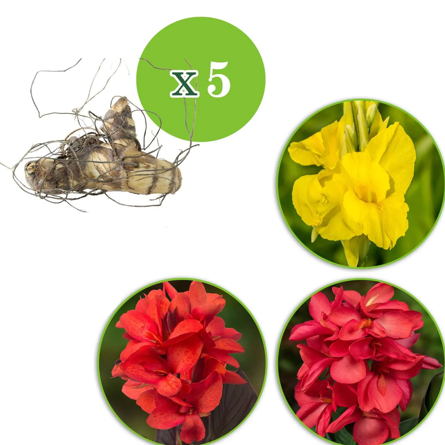 Indisches Blumenrohr Mischung (x5) - Tropenfeeling im Garten
