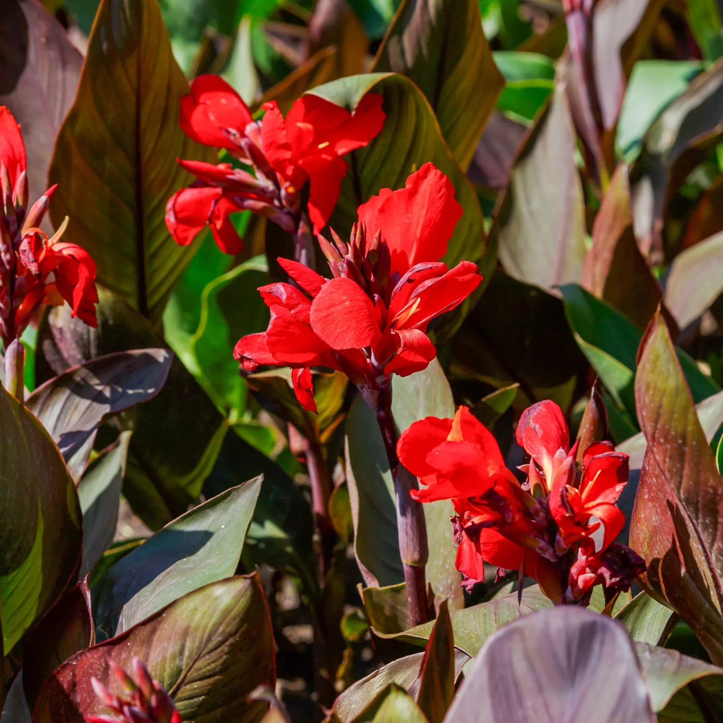 Indisches Blumenrohr 'Red Futurity' (x2) - Feuriges Rot den ganzen Sommer