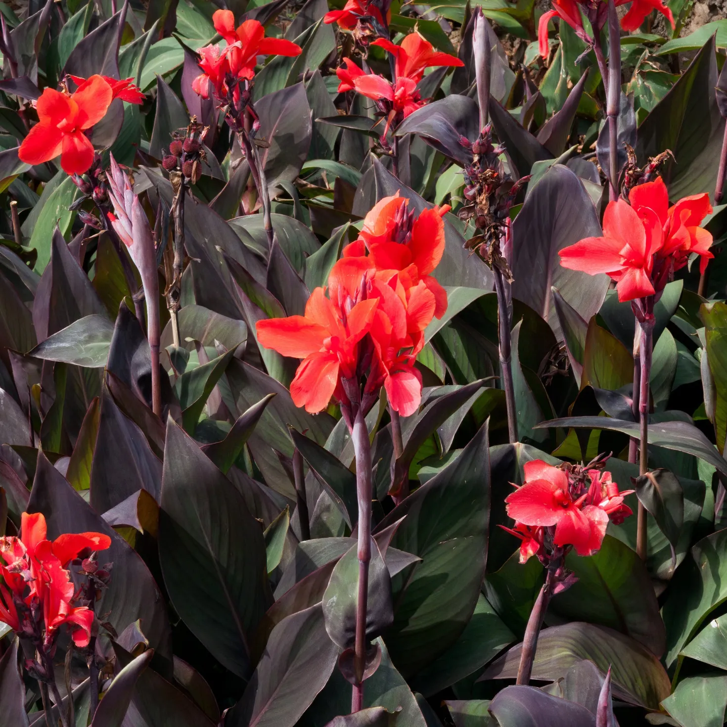 Indisches Blumenrohr 'Red Futurity' (x2) - Feuriges Rot den ganzen Sommer