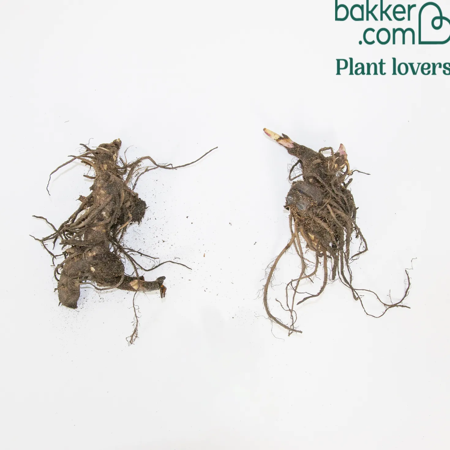 Indisches Blumenrohr 'Red Futurity' (x2) - Feuriges Rot den ganzen Sommer