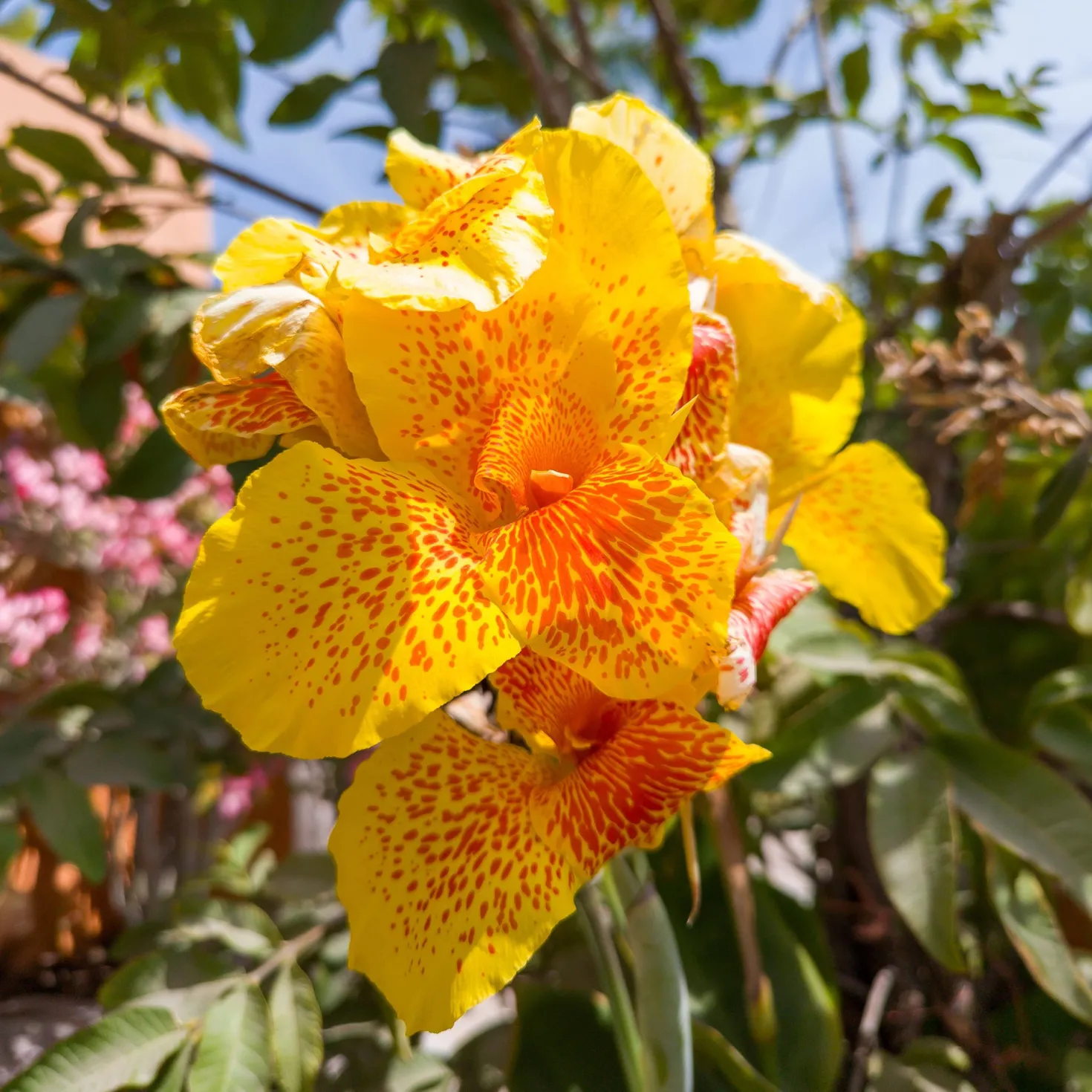 Indisches Blumenrohr 'Tropical Yellow' (x2) - Tropenflair für den Garten