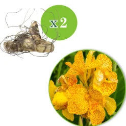 Indisches Blumenrohr 'Tropical Yellow' (x2) - Tropenflair für den Garten