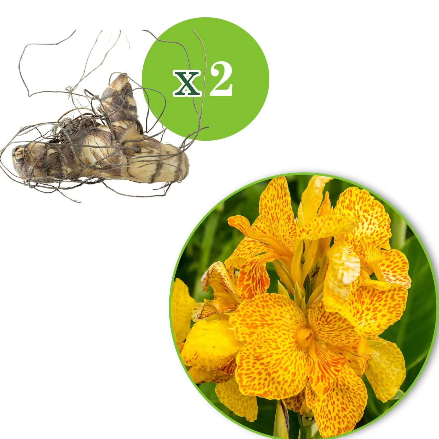 Indisches Blumenrohr 'Tropical Yellow' (x2) - Tropenflair für den Garten