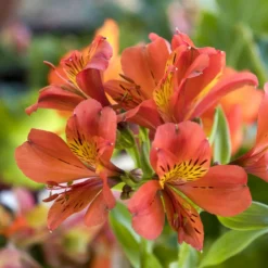 Inkalilie - Alstroemeria Majestic Brissac - Sträuße bis zu 2 Wochen