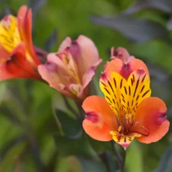 Inkalilie - Alstroemeria Majestic Brissac - Sträuße bis zu 2 Wochen