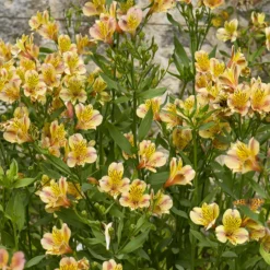 Inkalilie - Alstroemeria Majestic Layon - Sonnengelb den ganzen Sommer