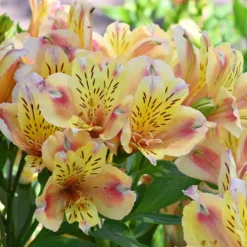 Inkalilie 'Duc d'Anjou Jean' - Blüht den ganzen Sommer