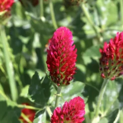Inkarnat-Klee Bio - Bienenweide voller Farbe