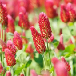 Inkarnat-Klee Bio - Bienenweide voller Farbe