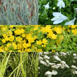 Insektenfreundliche Teichpflanzen in Mischung (x5) - Insektenparadies am Teich