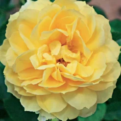 Inselrose Bahama ® Intercomham - Sonnengelb den ganzen Sommer