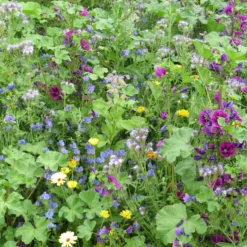 Intensiver Bienenblumen-Mix - Bienen lieben diese Blüten
