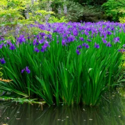 Iris pseudacorus Blau - Blaue Blüten am Teichrand