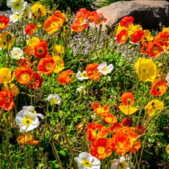 Islandmohn ‘Artist’s Glory’ Mischung - Zarte Farben ohne Aufwand